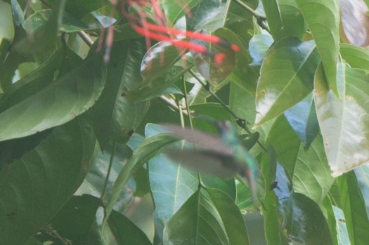 Lazuline Sabrewing near the Loreto Road